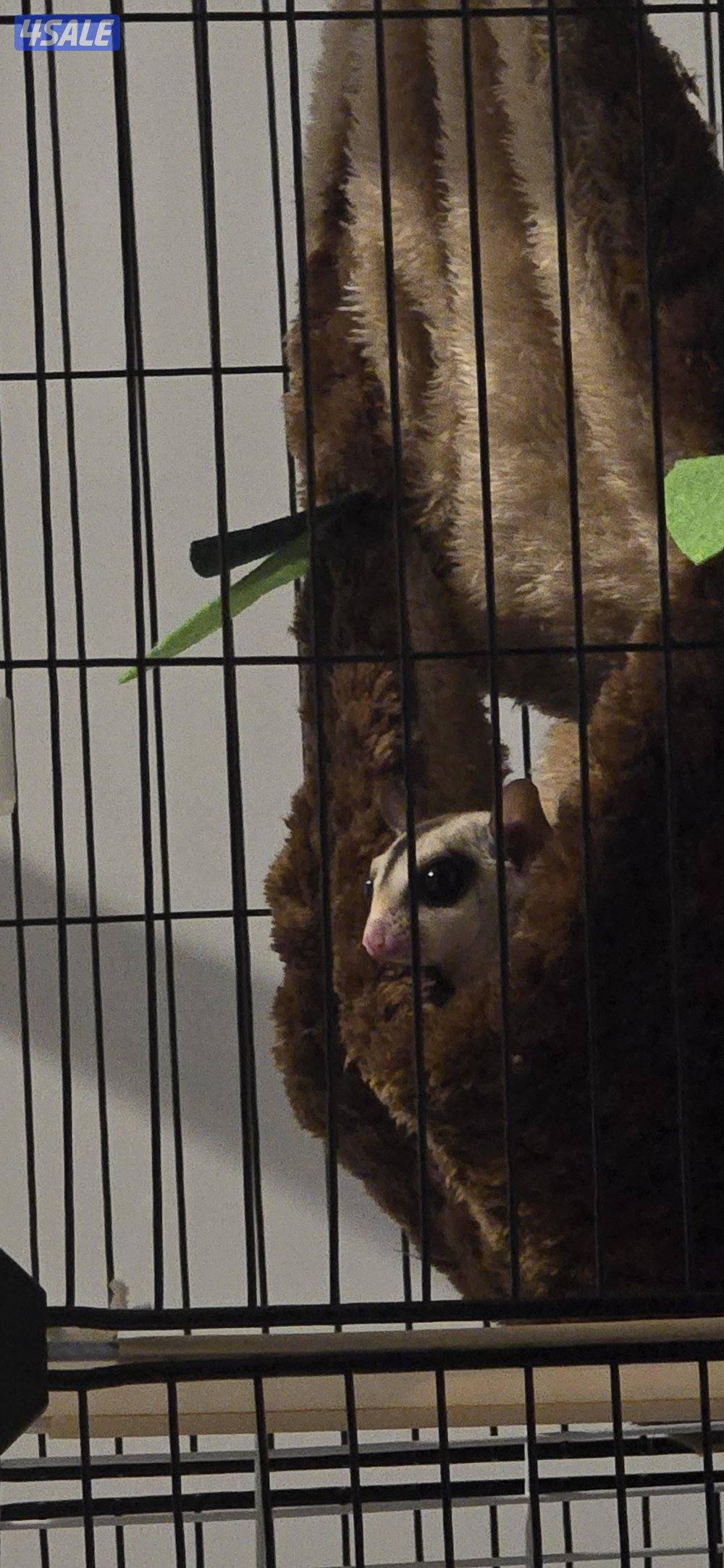 شوقر قلايدر0