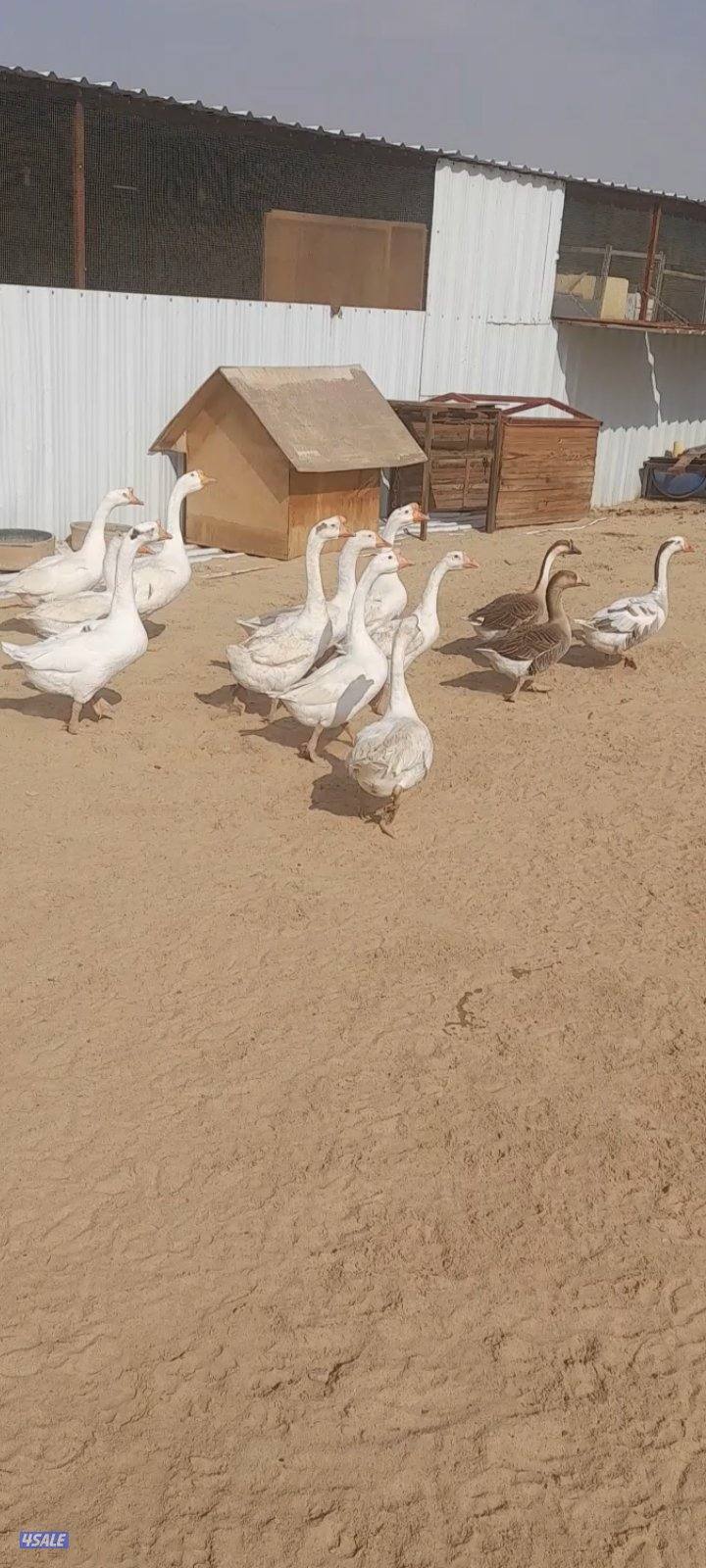 وز كندي ١٣ حبه بياض1