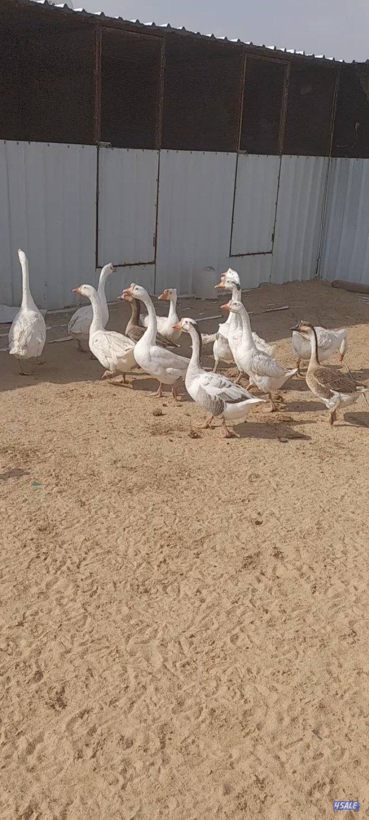 وز كندي ١٣ حبه بياض0