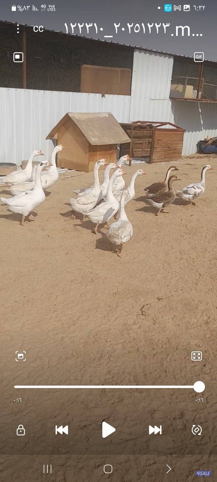 وز كندي ١٣ حبه بياض2