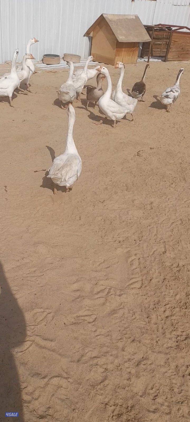 وز كندي ١٣ حبه بياض3