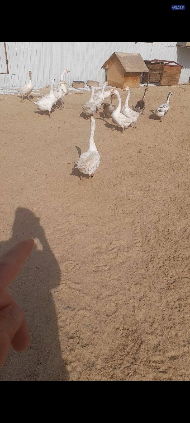 وز كندي ١٣ حبه بياض4