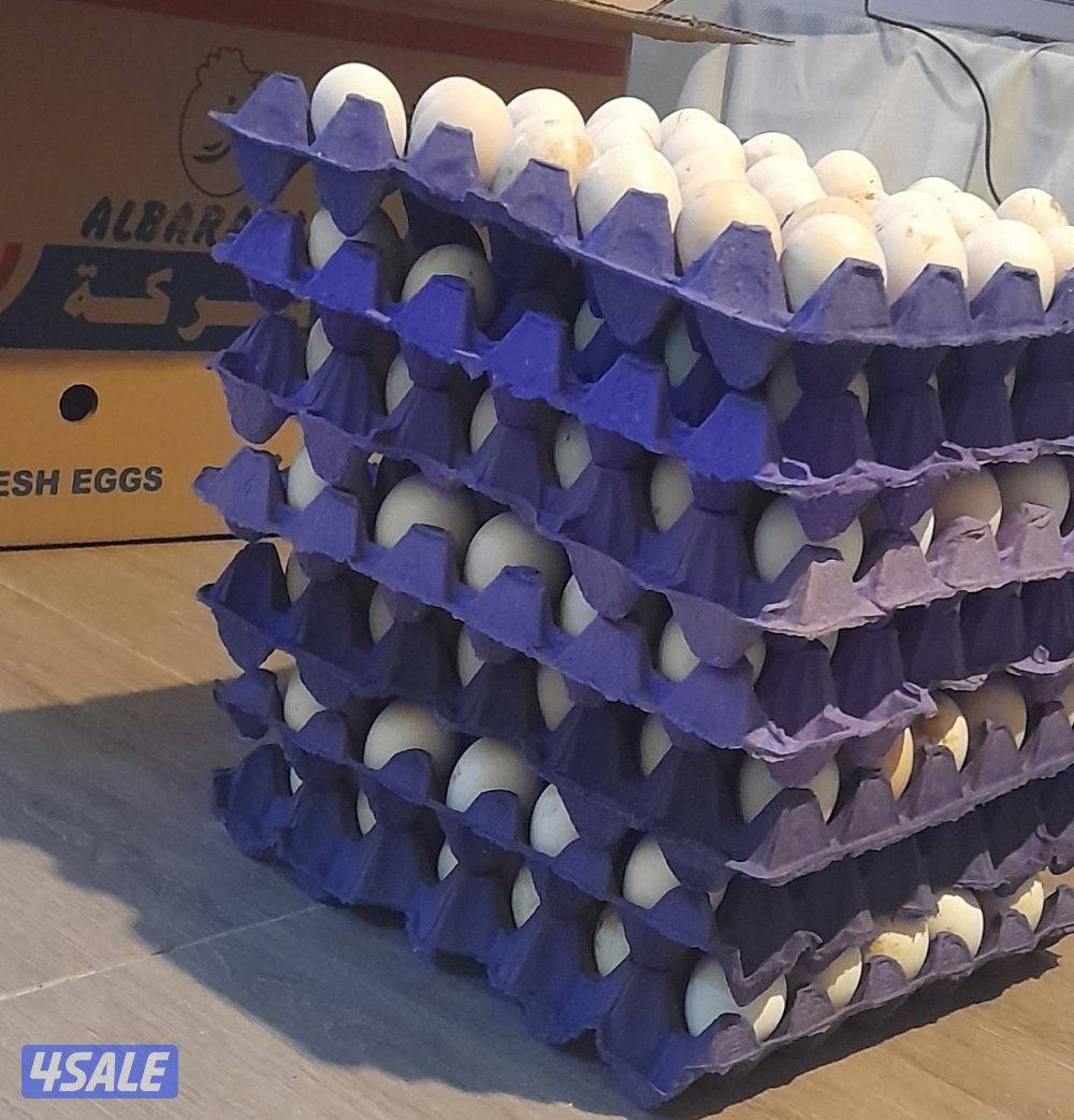 بيض عربي قديم تجميع يومي0