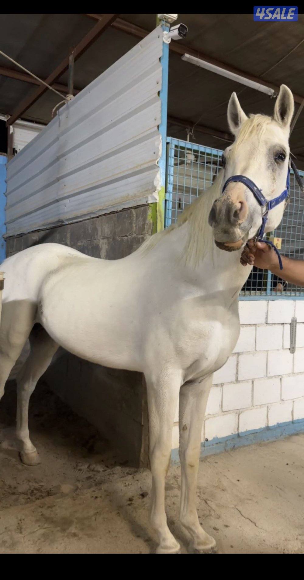 للبيع حصان مصري بيور جرم0