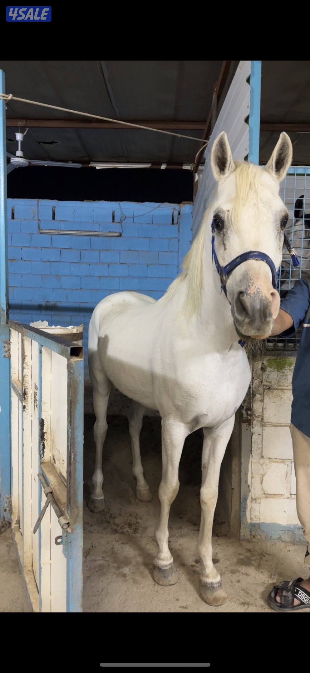 للبيع حصان مصري بيور جرم1