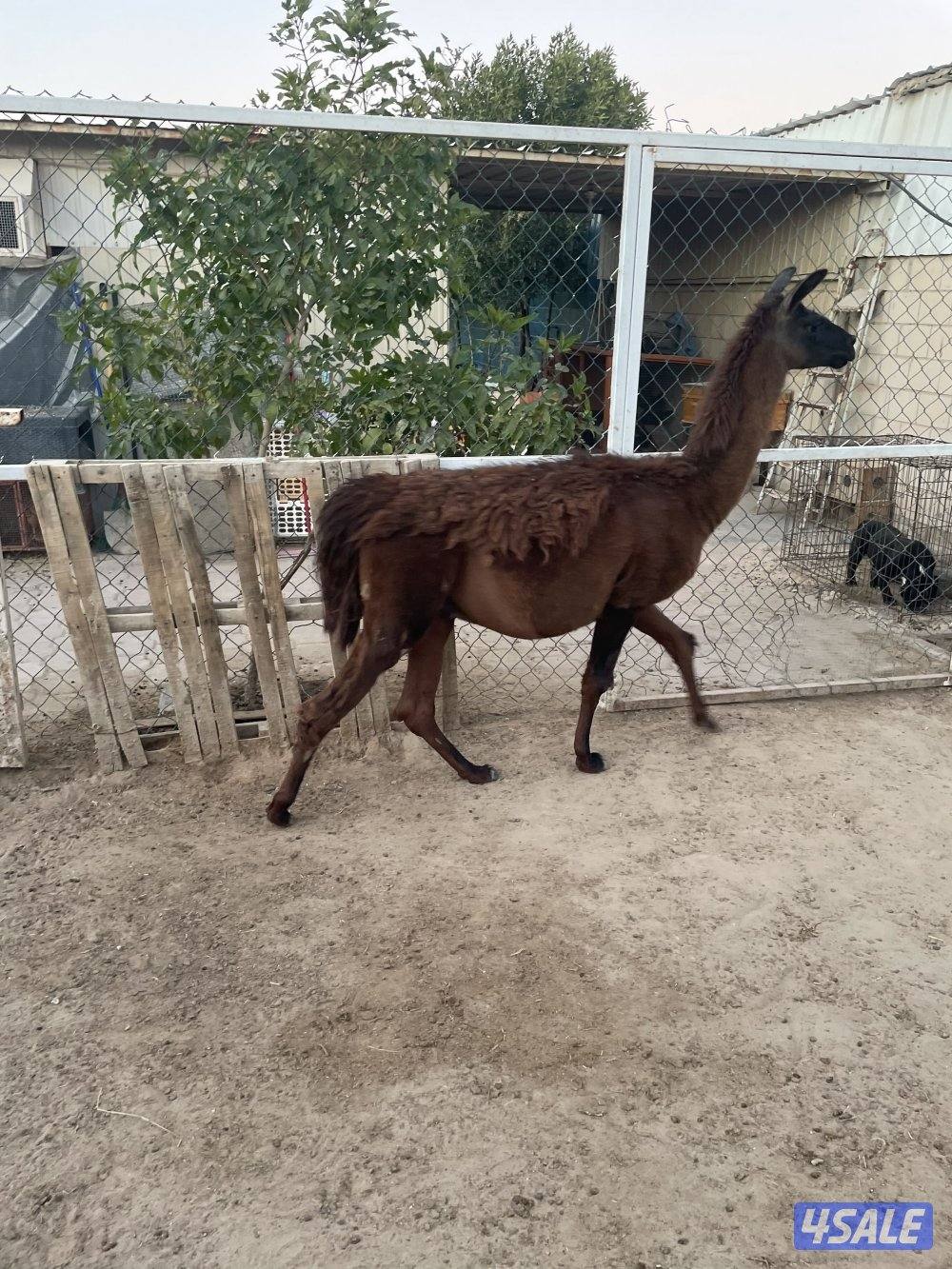 للبيع فحل لاما0
