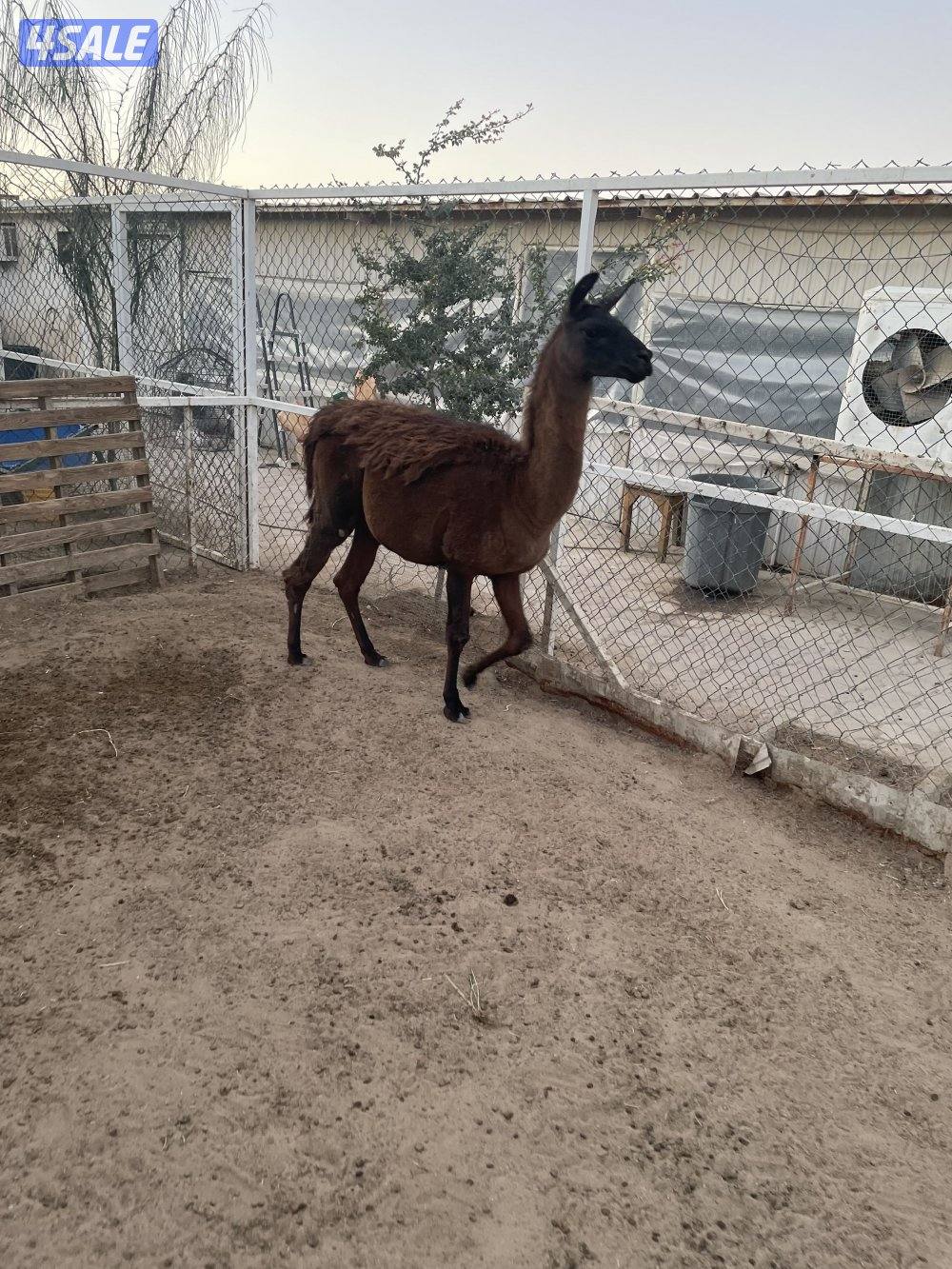 للبيع فحل لاما1