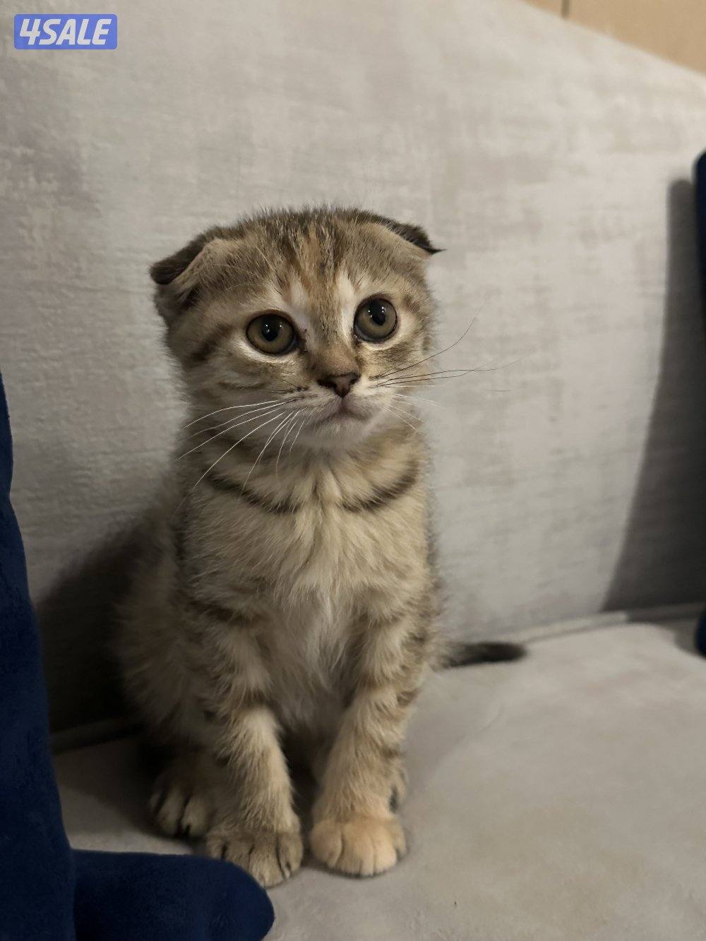 سكوتش فولد العمر شهرين0