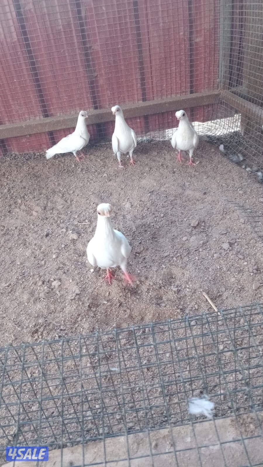 لليع حمام جعافر + حمام لاحم + بيض وز كندي للتفريخ0