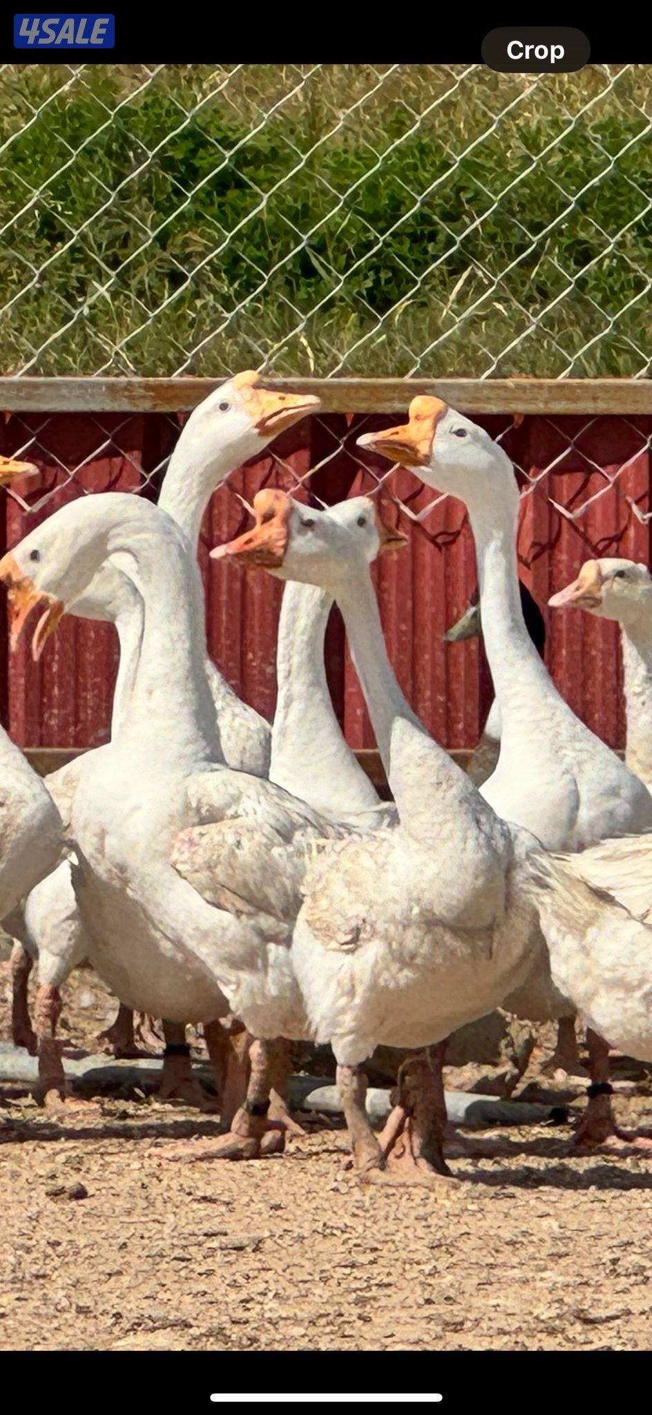 لليع حمام جعافر + حمام لاحم + بيض وز كندي للتفريخ1