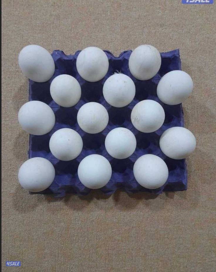 لليع حمام جعافر + حمام لاحم + بيض وز كندي للتفريخ2