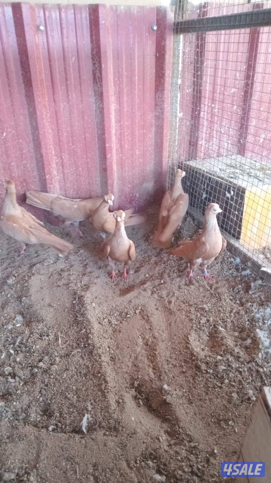 لليع حمام جعافر + حمام لاحم + بيض وز كندي للتفريخ3