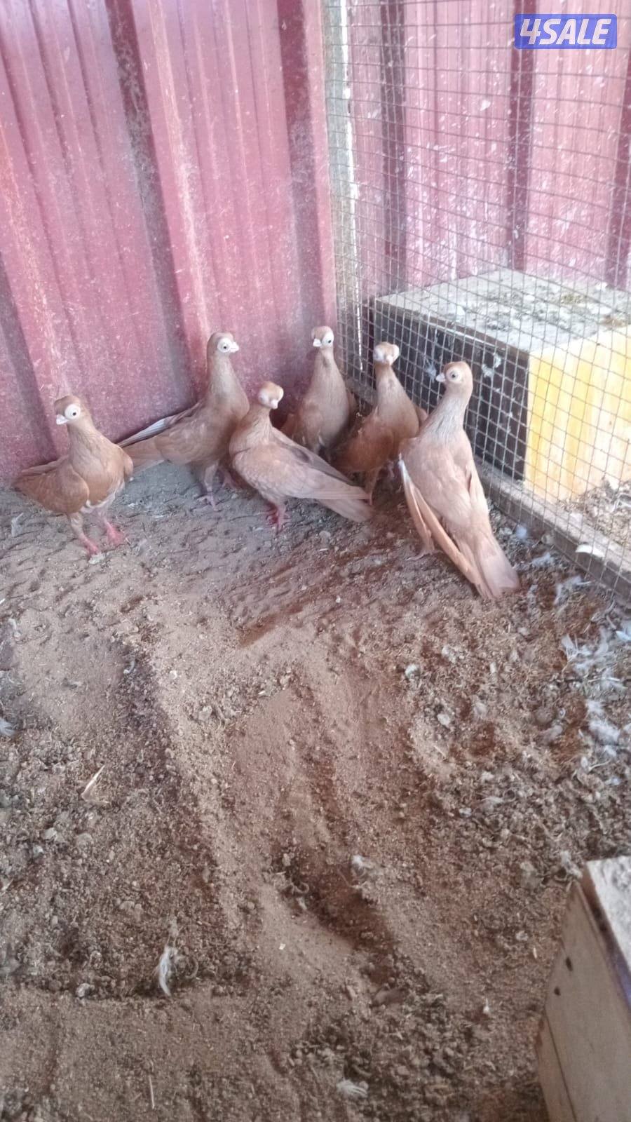 لليع حمام جعافر + حمام لاحم + بيض وز كندي للتفريخ4