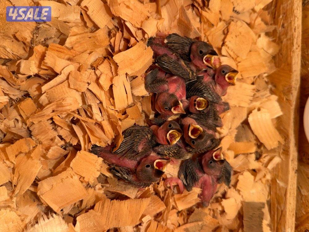 فرخ جاوه عس0