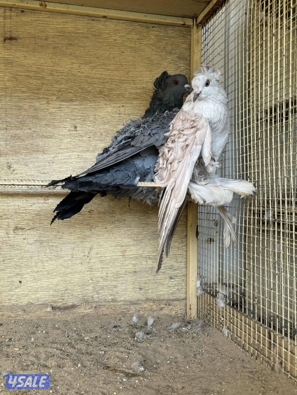 أزواج فرل باك خواًج0