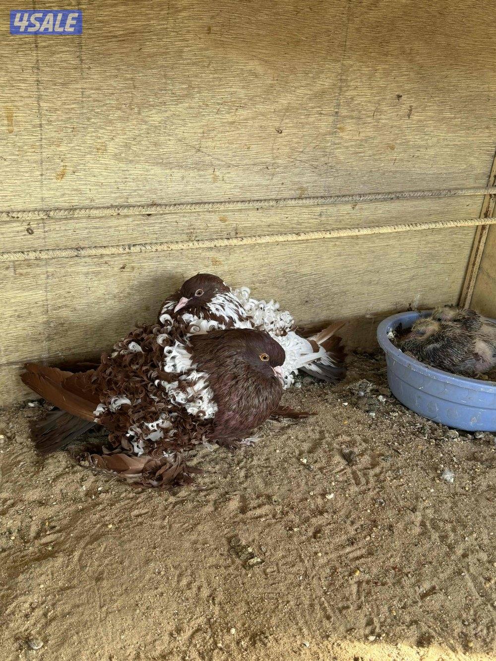 أزواج فرل باك خواًج2