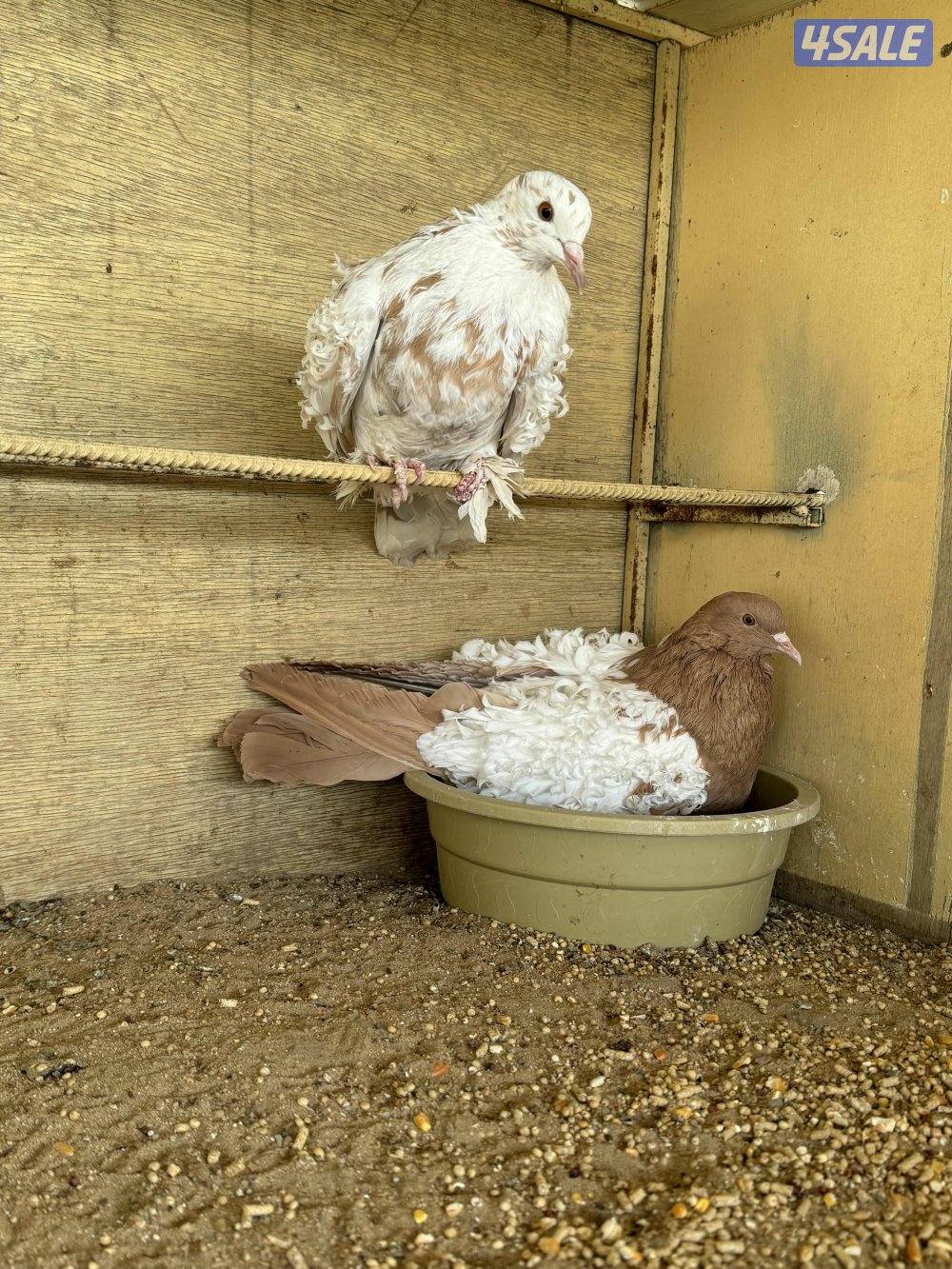 أزواج فرل باك خواًج3