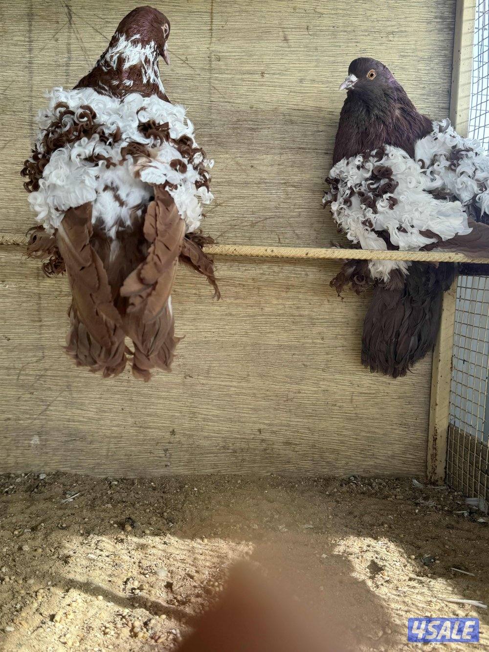 أزواج فرل باك خواًج4