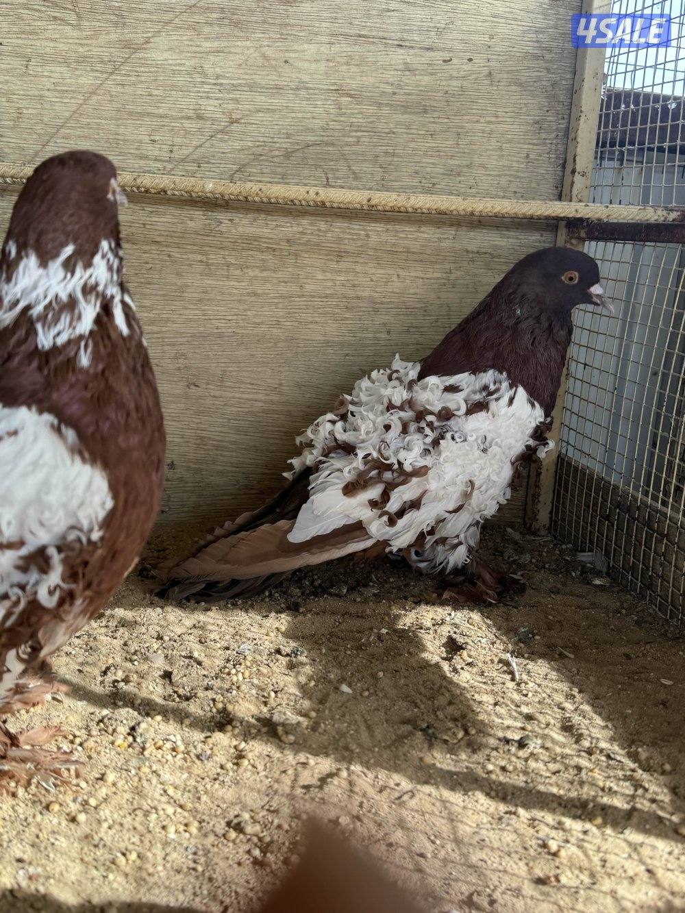 أزواج فرل باك خواًج5