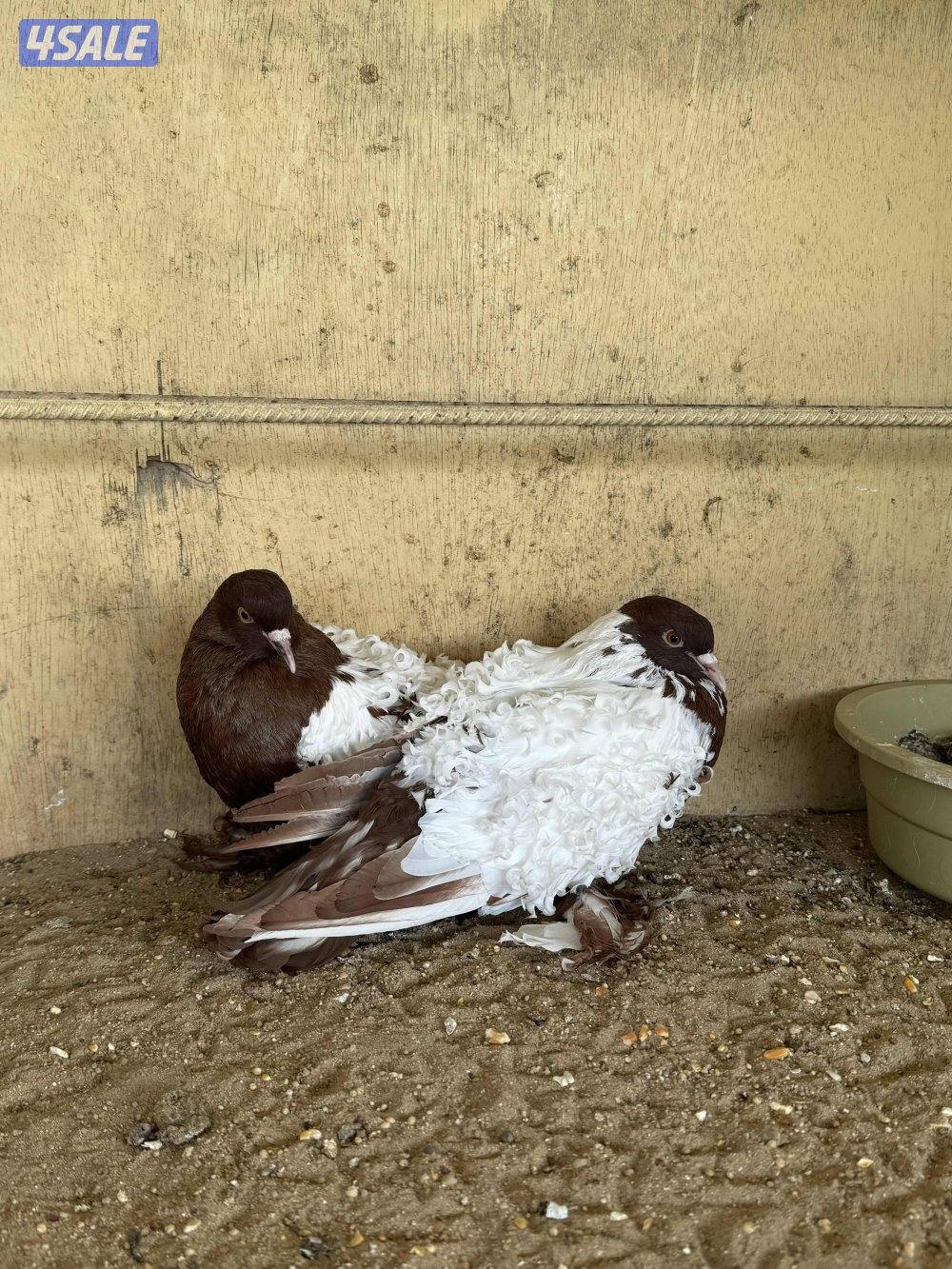 أزواج فرل باك خواًج6