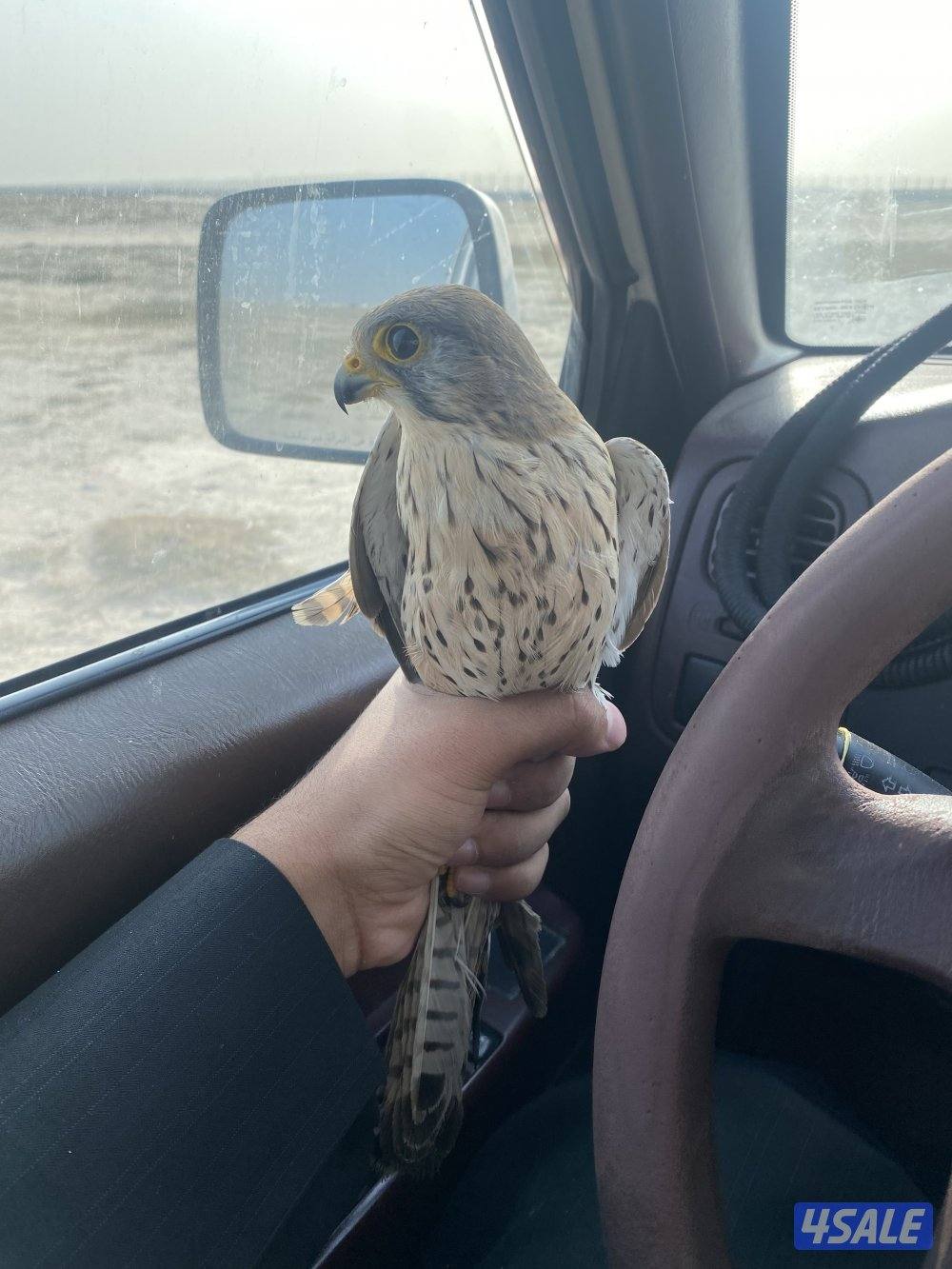 للبيع طيور0