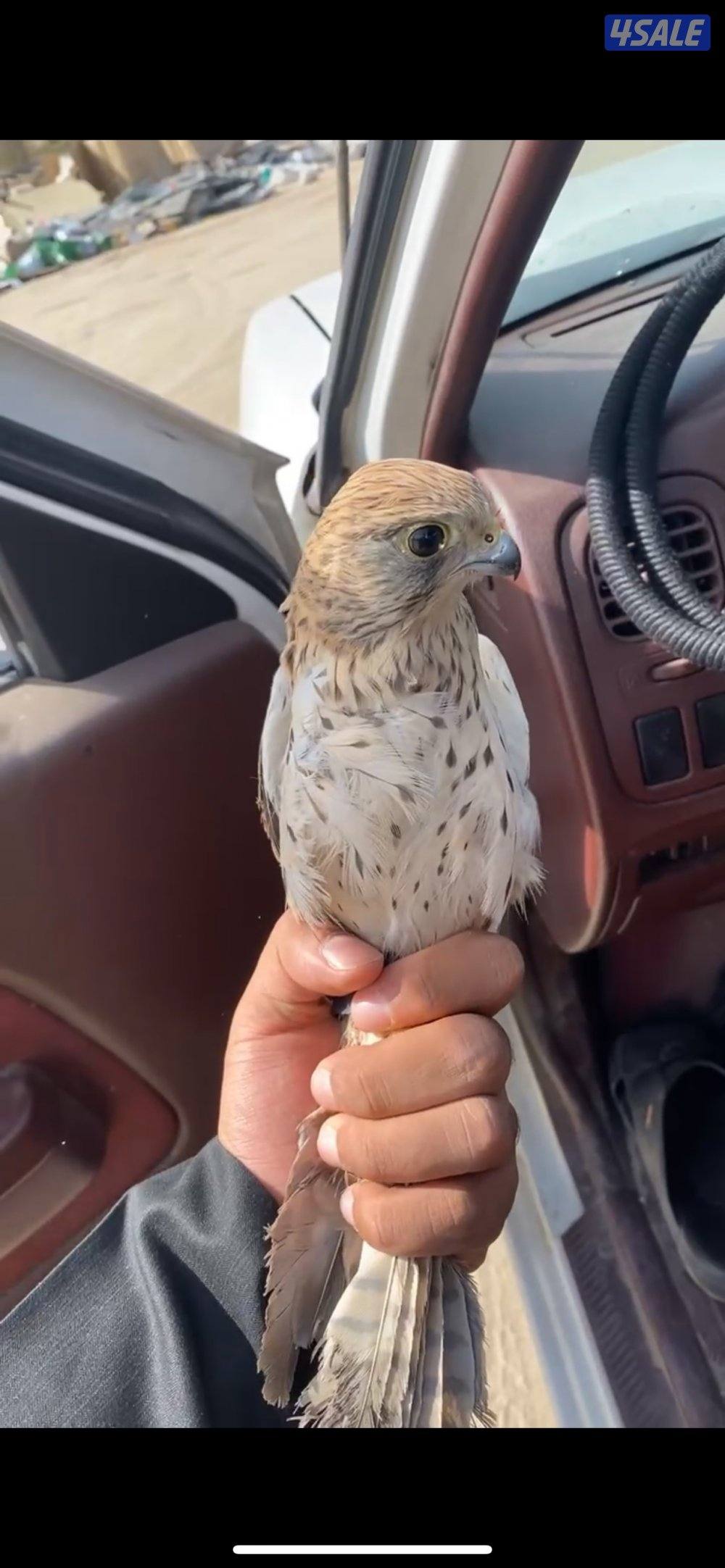 للبيع طيور1