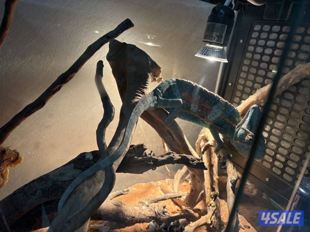 جابر الاحمد0