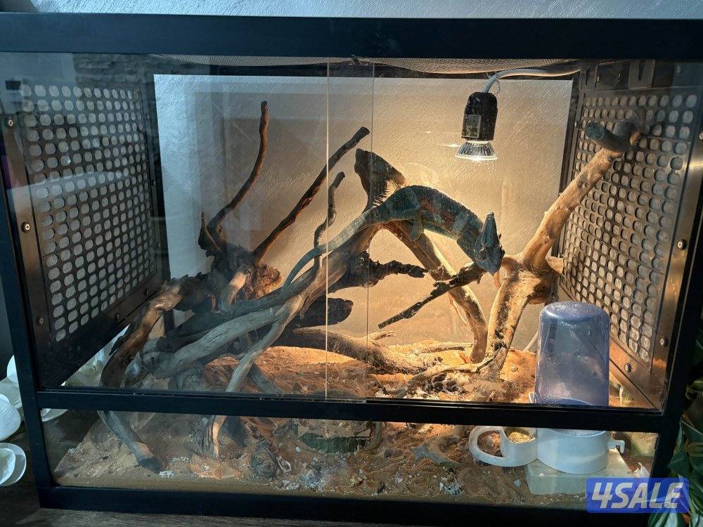 جابر الاحمد4