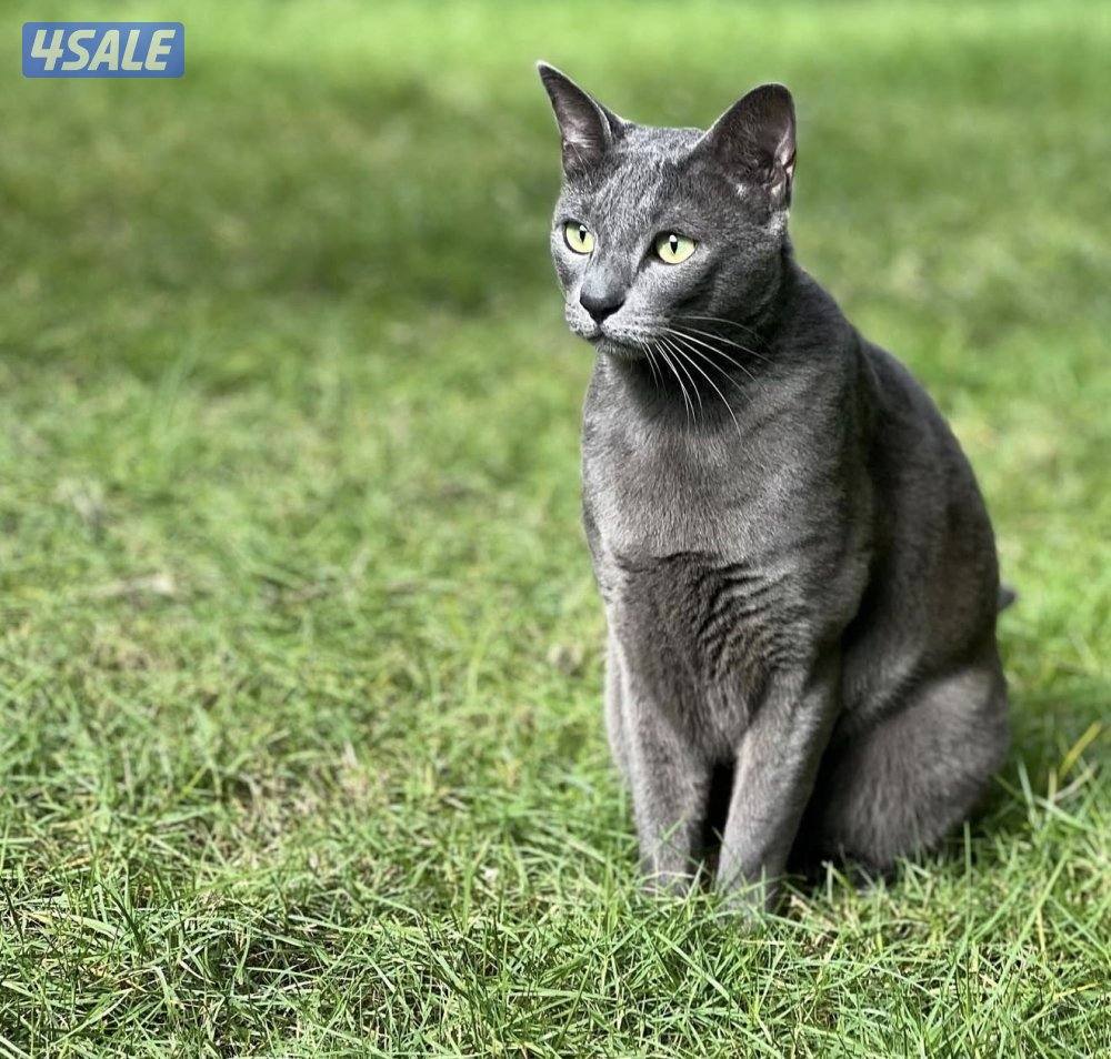 قط روسي للتبني0