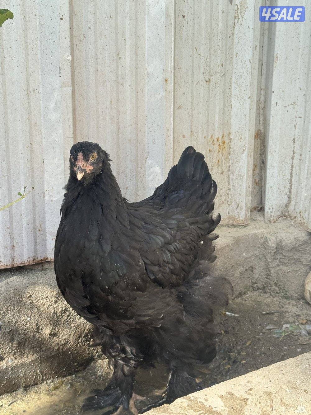 للبيع براهما الاعمار ثلاث اشهر واربع اشهر0