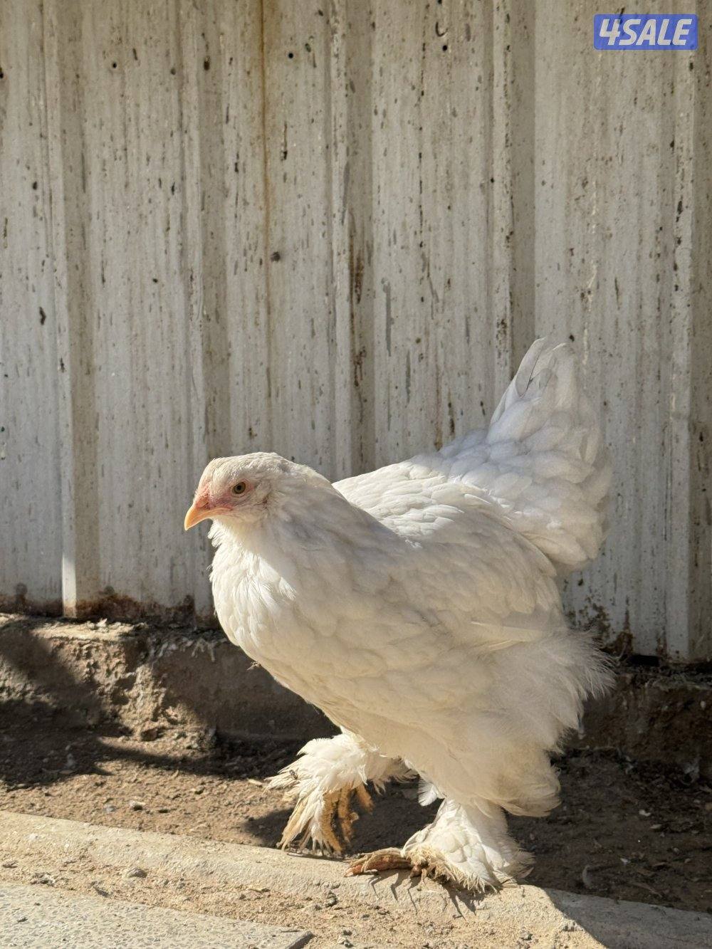 للبيع براهما الاعمار ثلاث اشهر واربع اشهر1