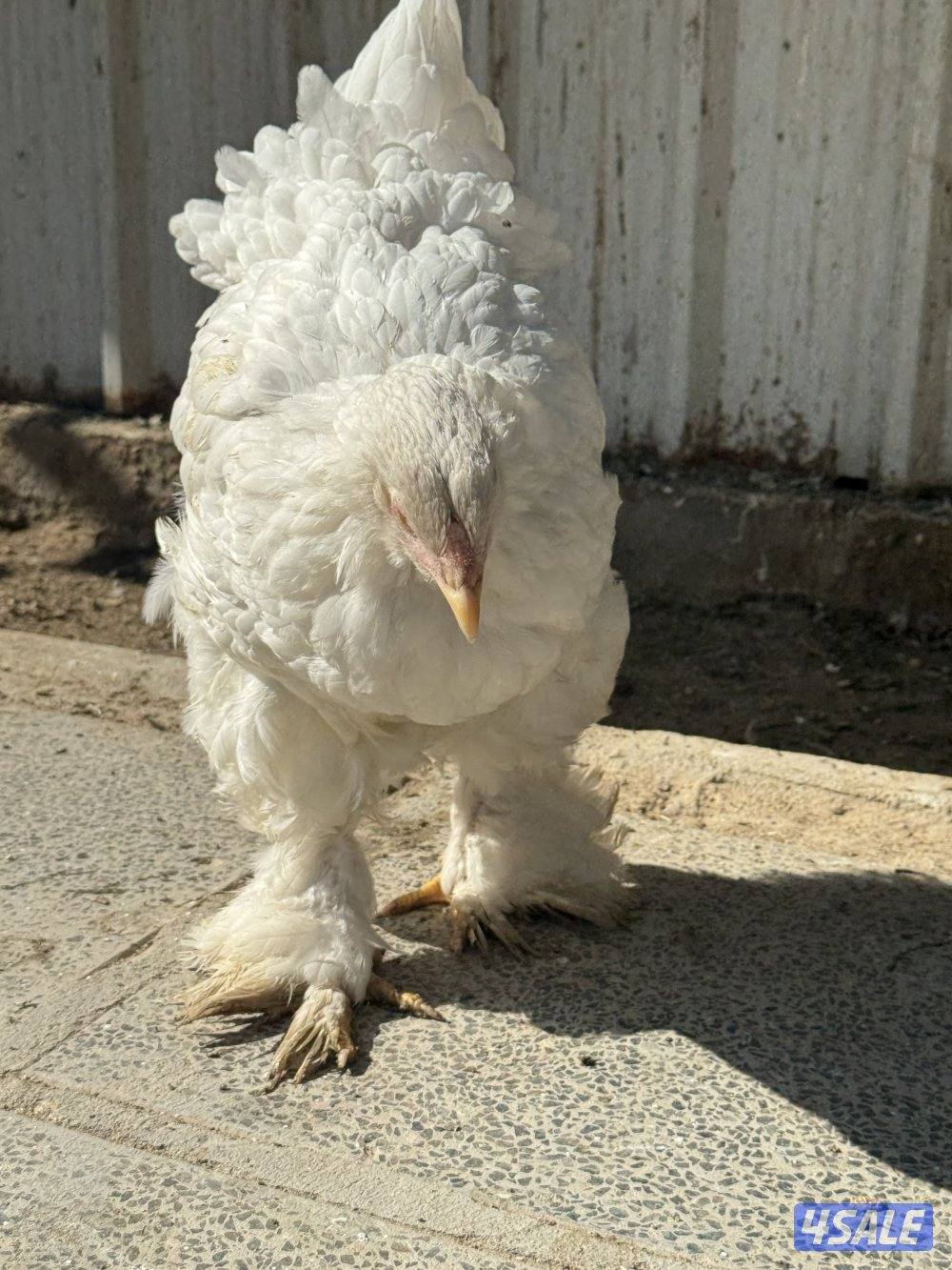 للبيع براهما الاعمار ثلاث اشهر واربع اشهر2