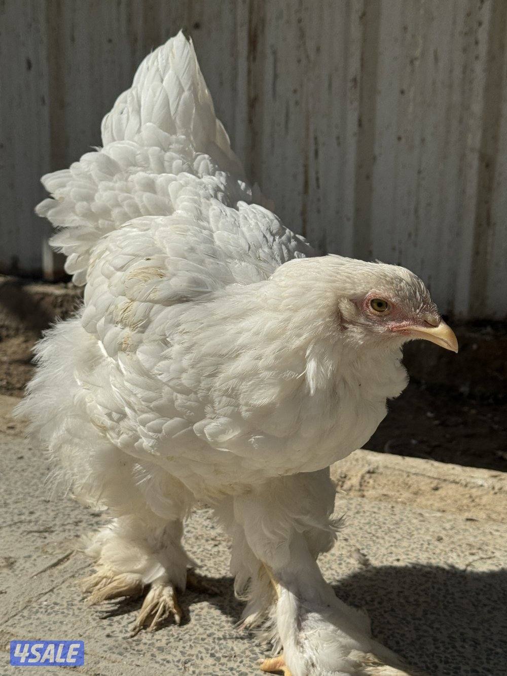 للبيع براهما الاعمار ثلاث اشهر واربع اشهر4