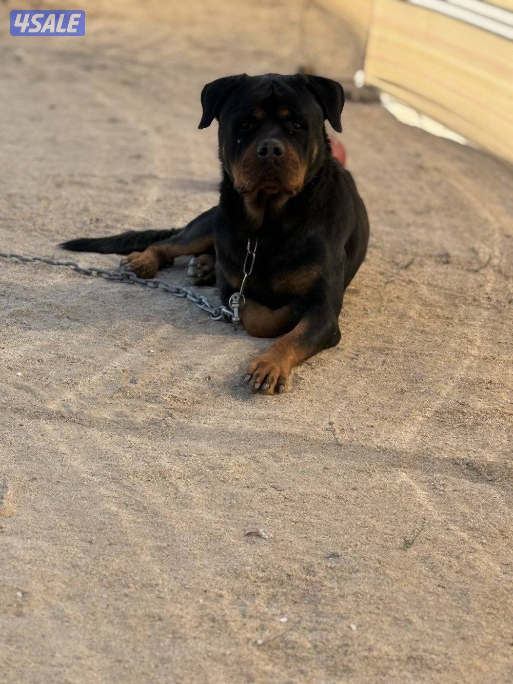 للبيع جيرمن وارد اوكرانيه مع بدقري واوراقه كامله عمره ١١ شهر جامبو مع6