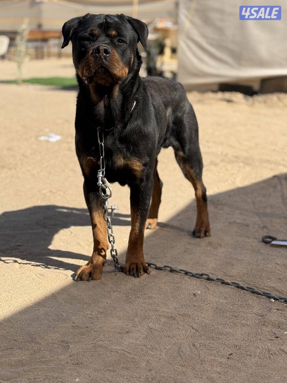 للبيع جيرمن وارد اوكرانيه مع بدقري واوراقه كامله عمره ١١ شهر جامبو مع8