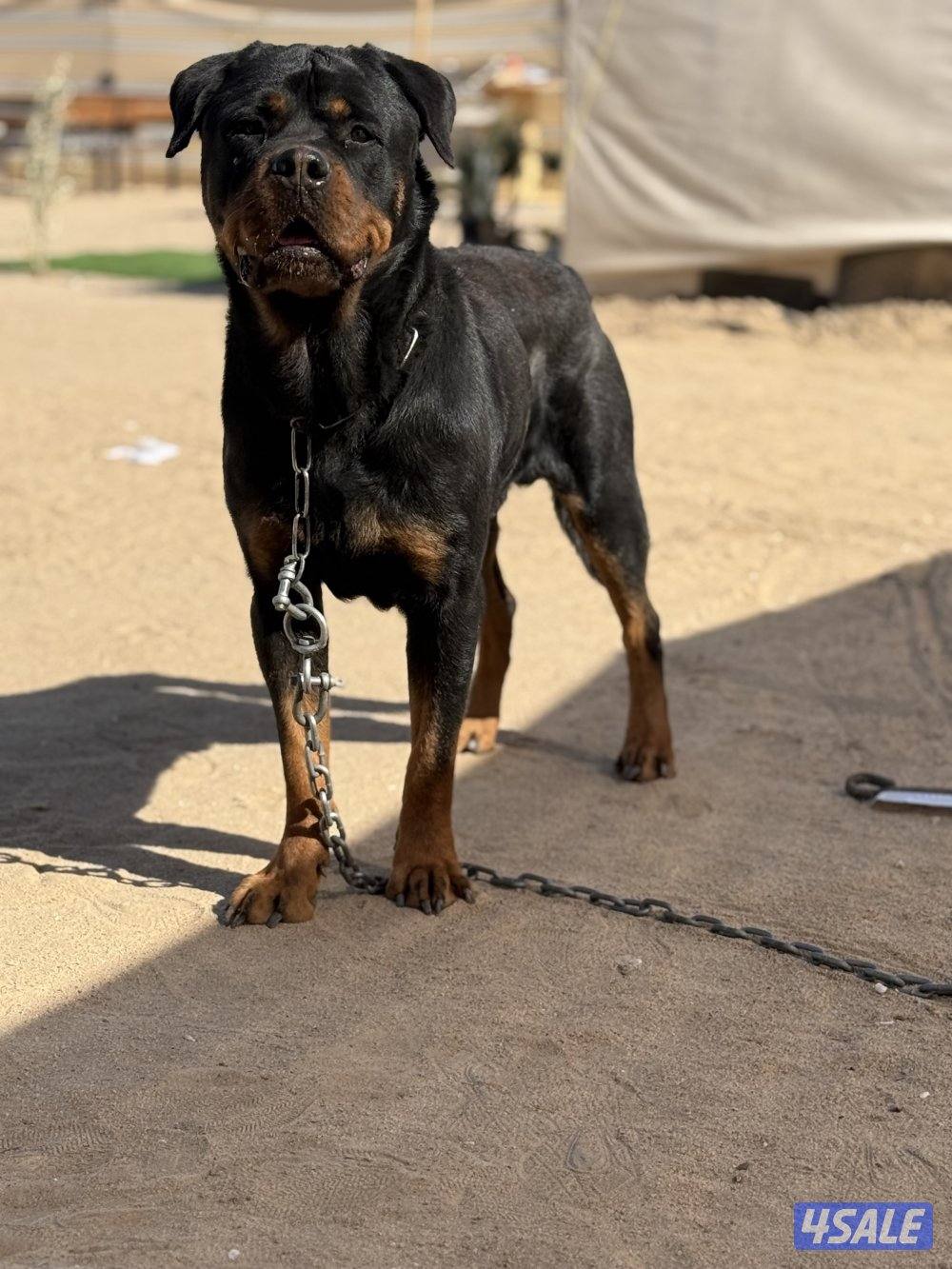 للبيع جيرمن وارد اوكرانيه مع بدقري واوراقه كامله عمره ١١ شهر جامبو مع9