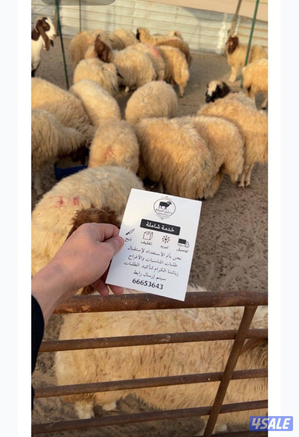 ذبايح البركة0