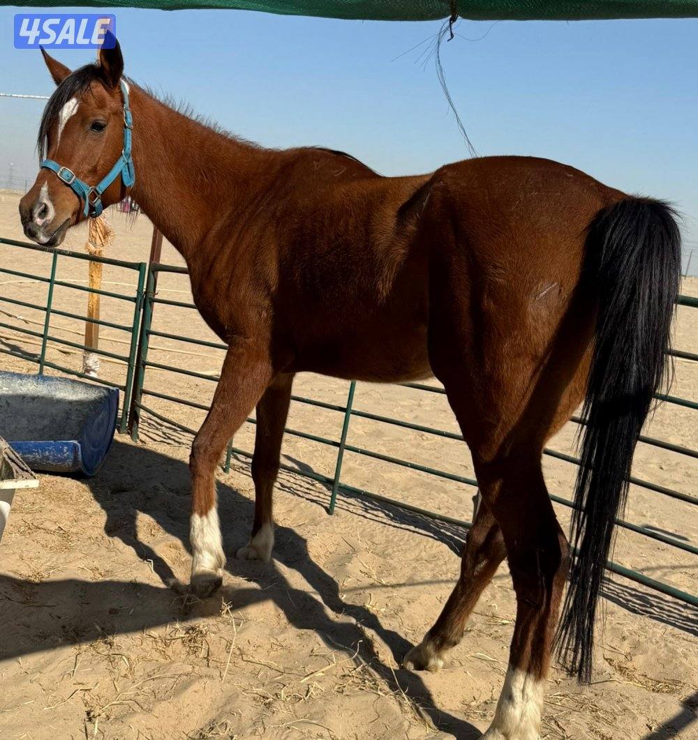 للبيع  فرسين ومهرين2