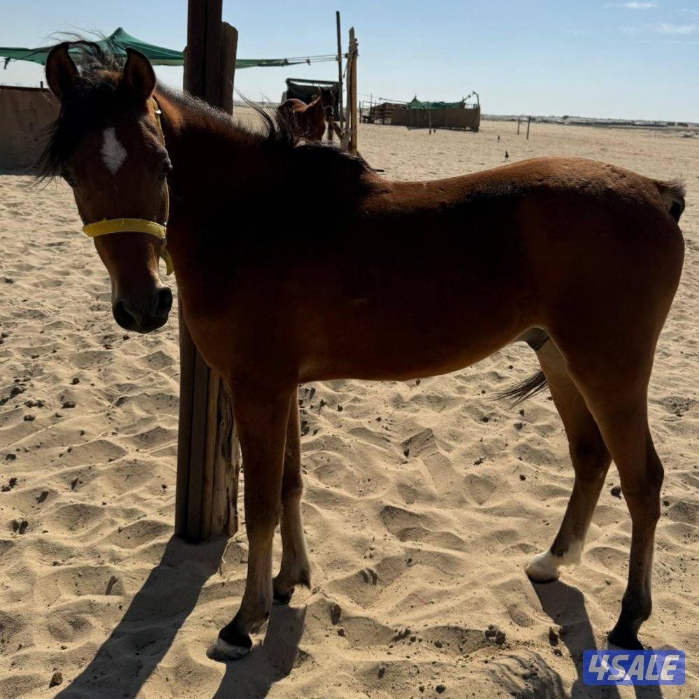 للبيع  فرسين ومهرين1