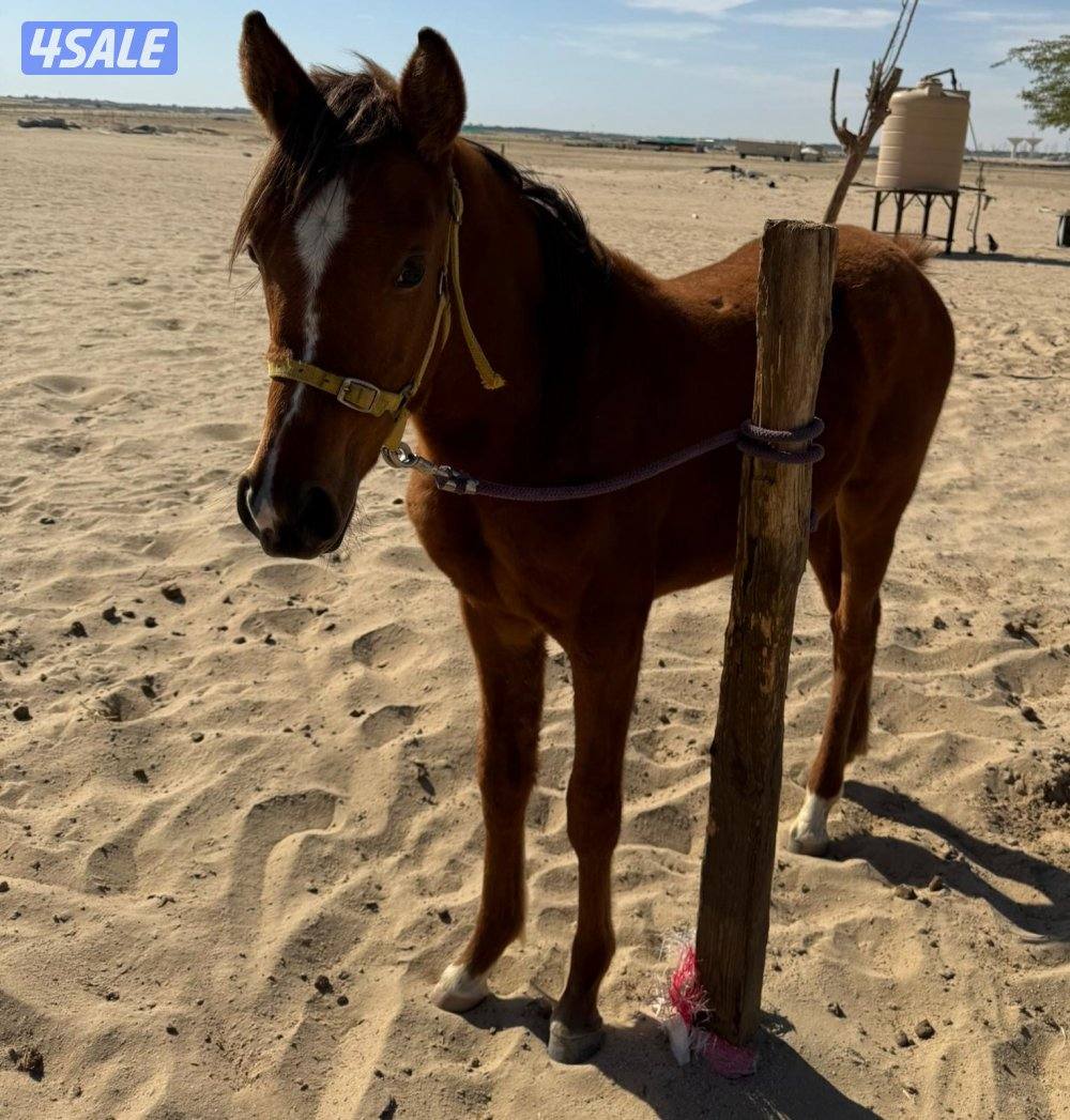 للبيع  فرسين ومهرين3