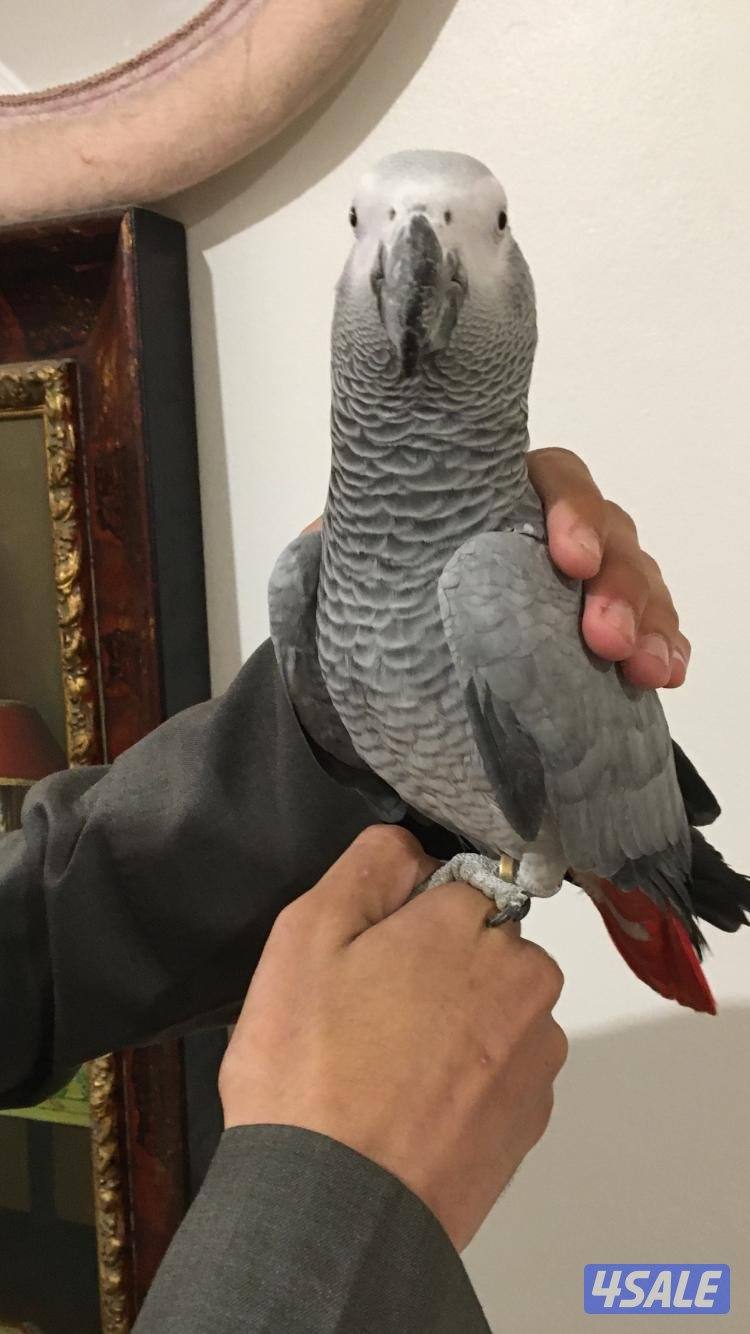 كاسكو ربوه قويه0