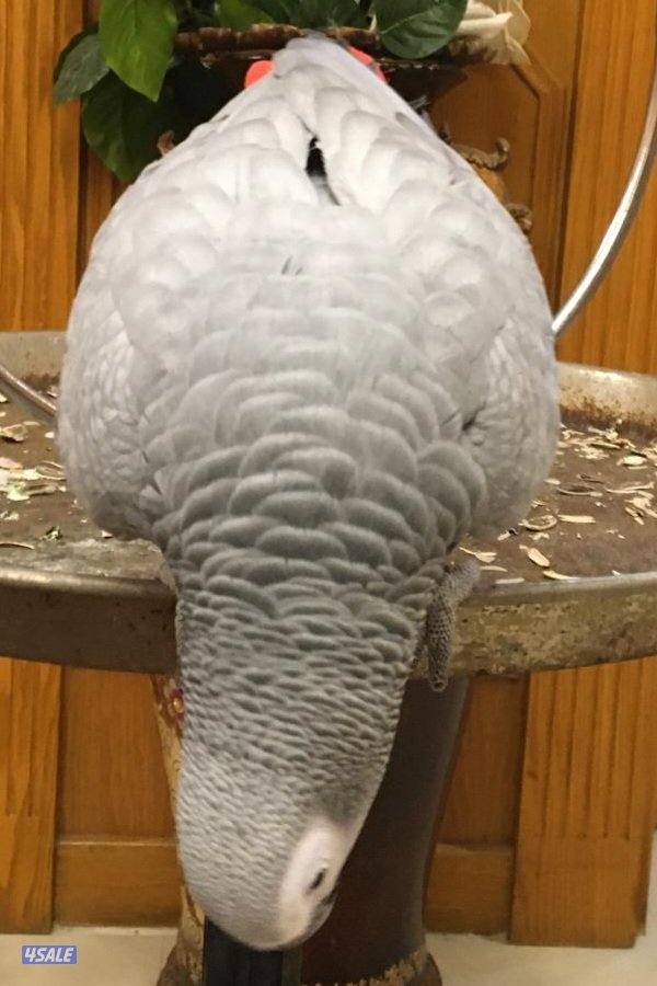 كاسكو ربوه قويه1