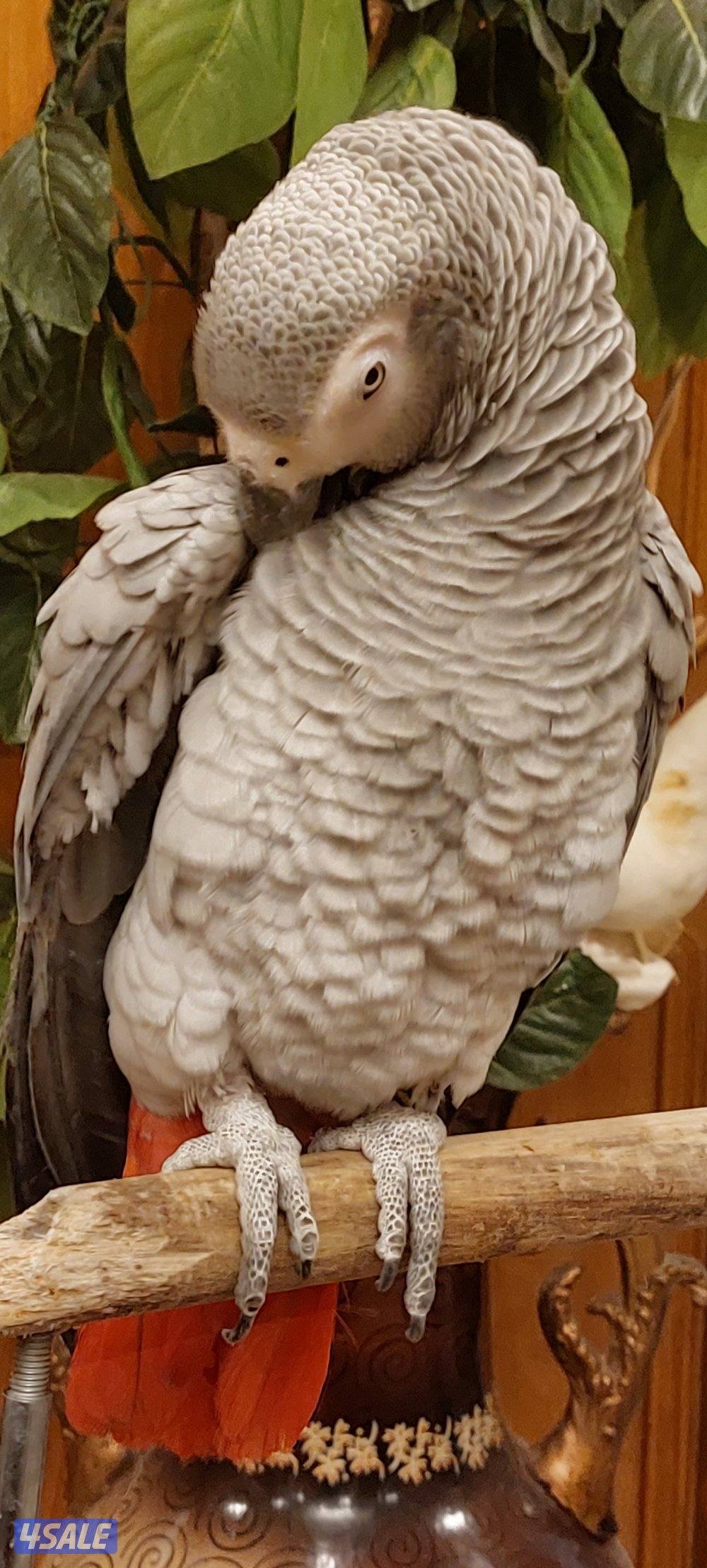 كاسكو ربوه قويه2