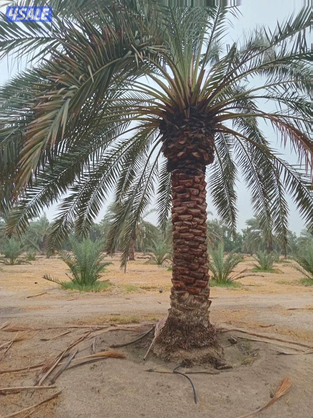 ابو علي للنخيل والزراعه شلع وزراعه النخيل0