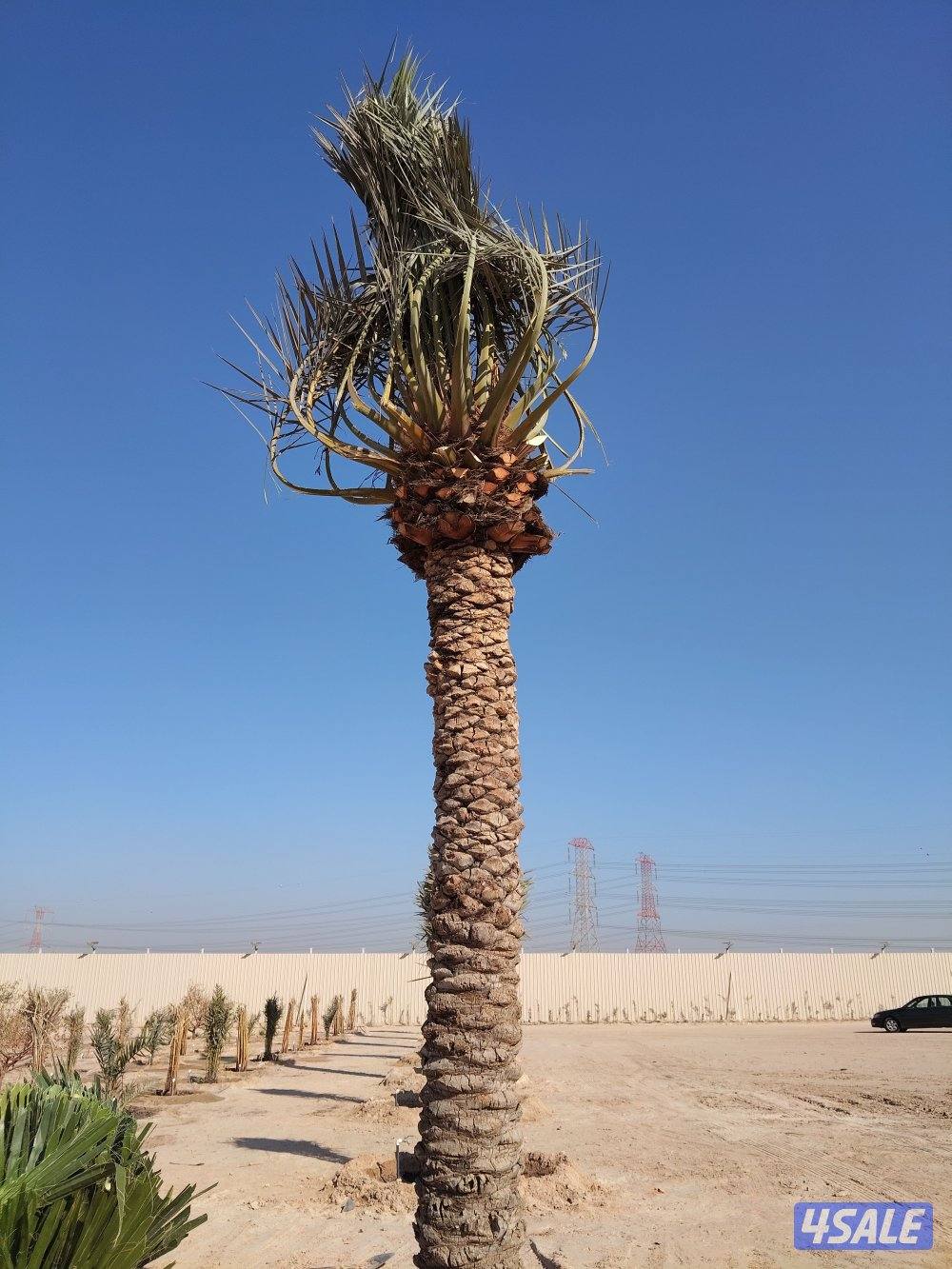 ابو علي للنخيل والزراعه شلع وزراعه النخيل1