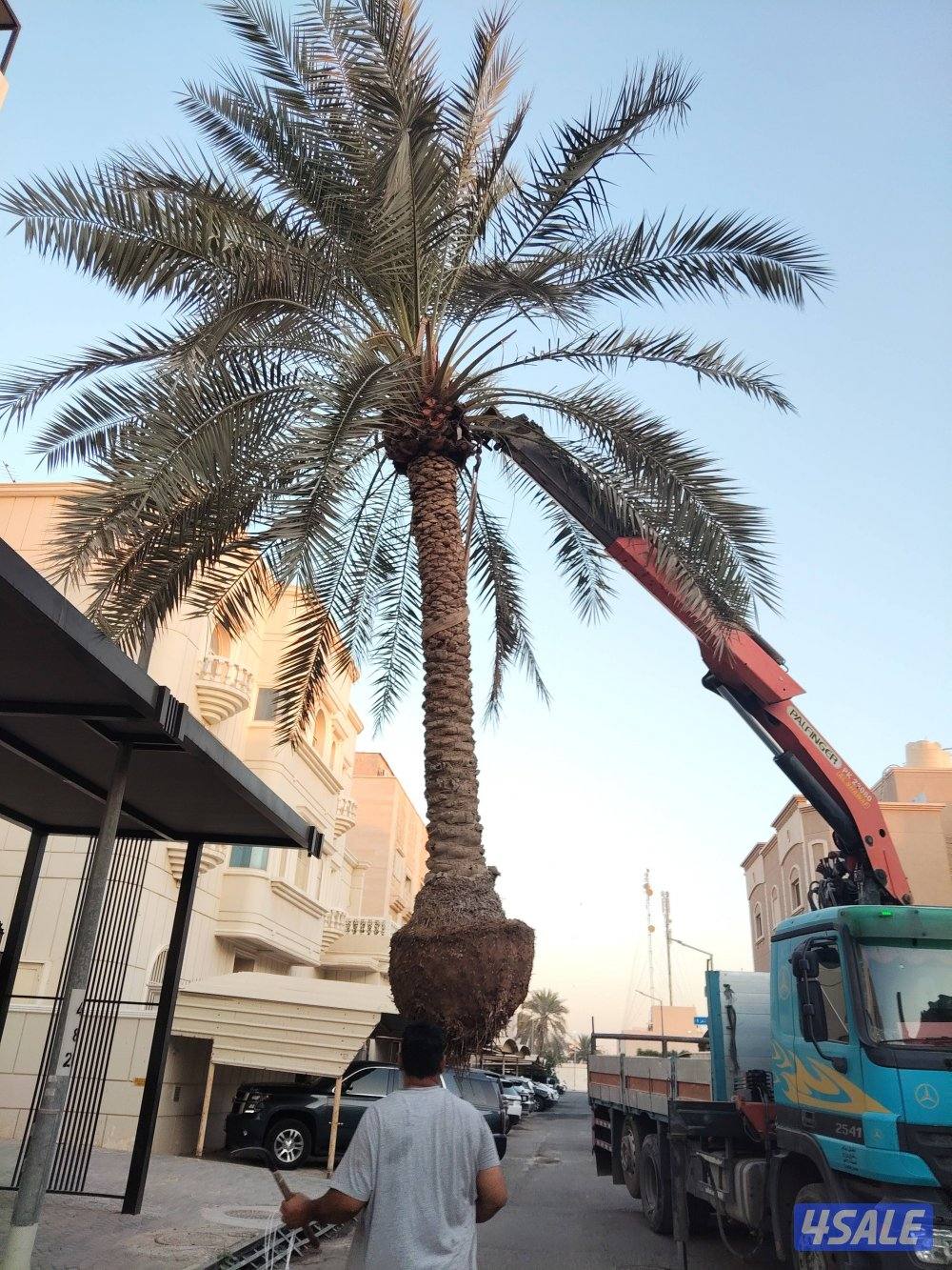 ابو علي للنخيل والزراعه شلع وزراعه النخيل2