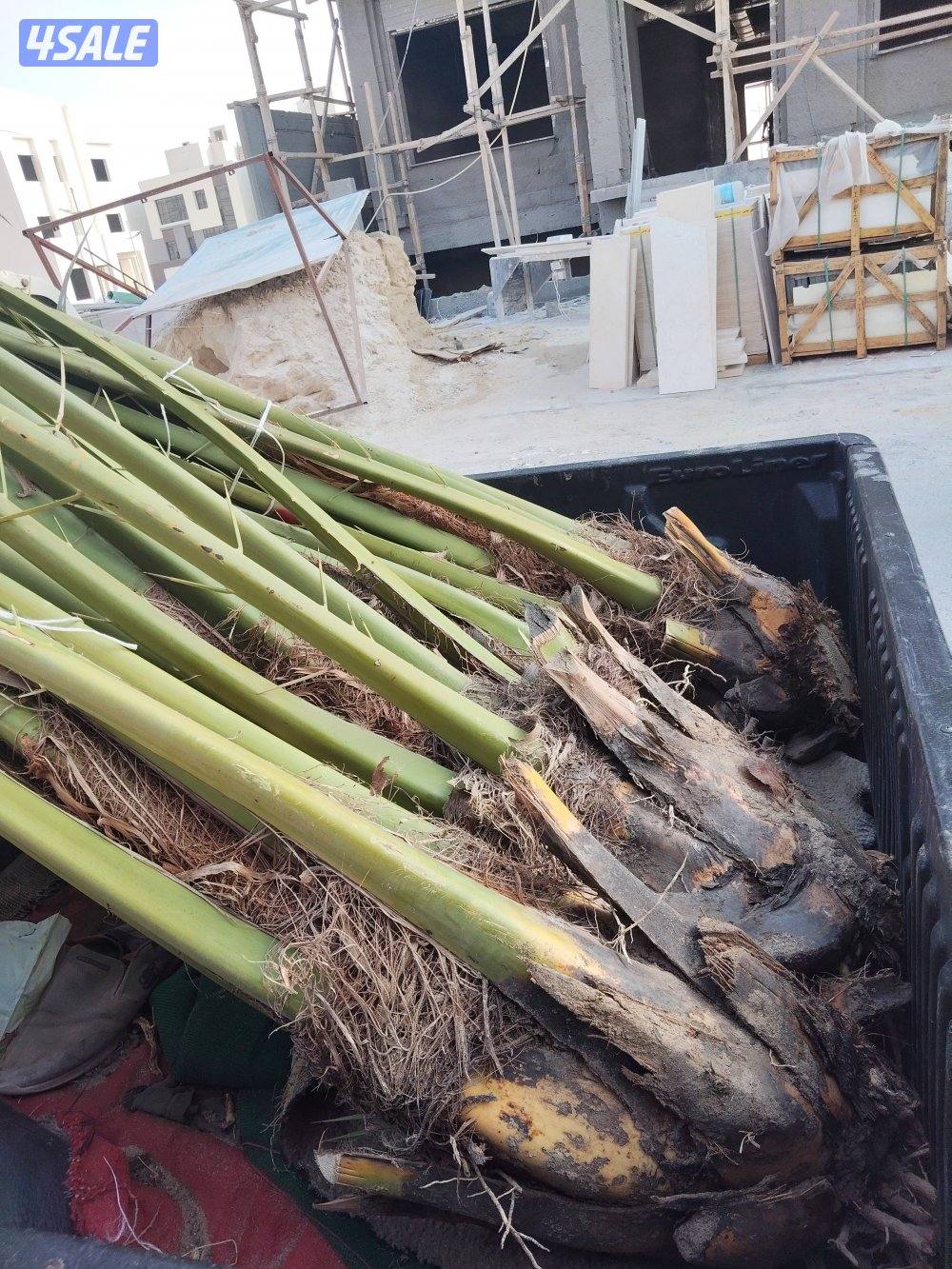 ابو علي للنخيل والزراعه شلع وزراعه النخيل3