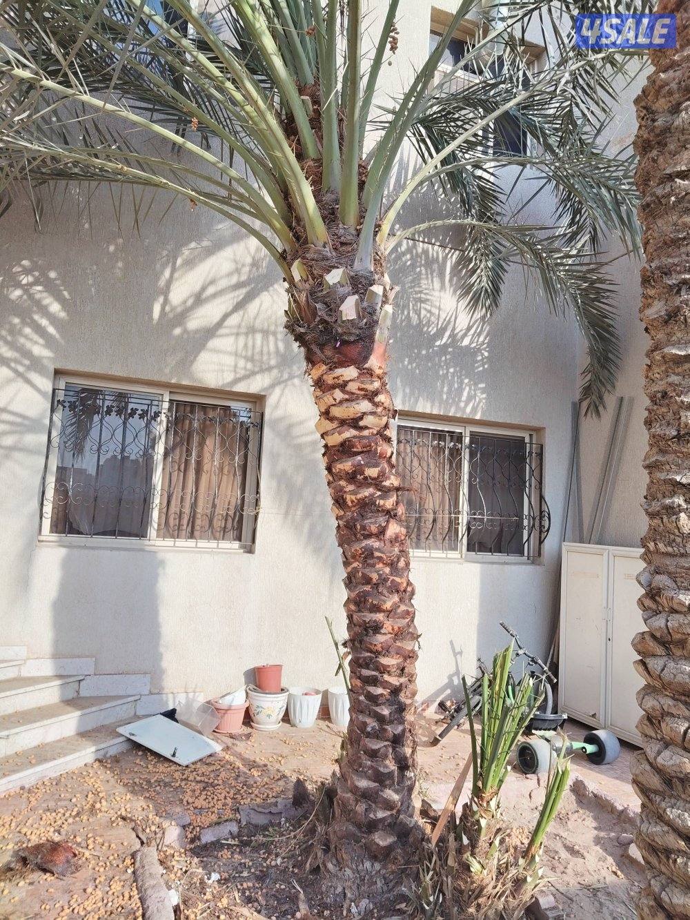 ابو علي للنخيل والزراعه شلع وزراعه النخيل4