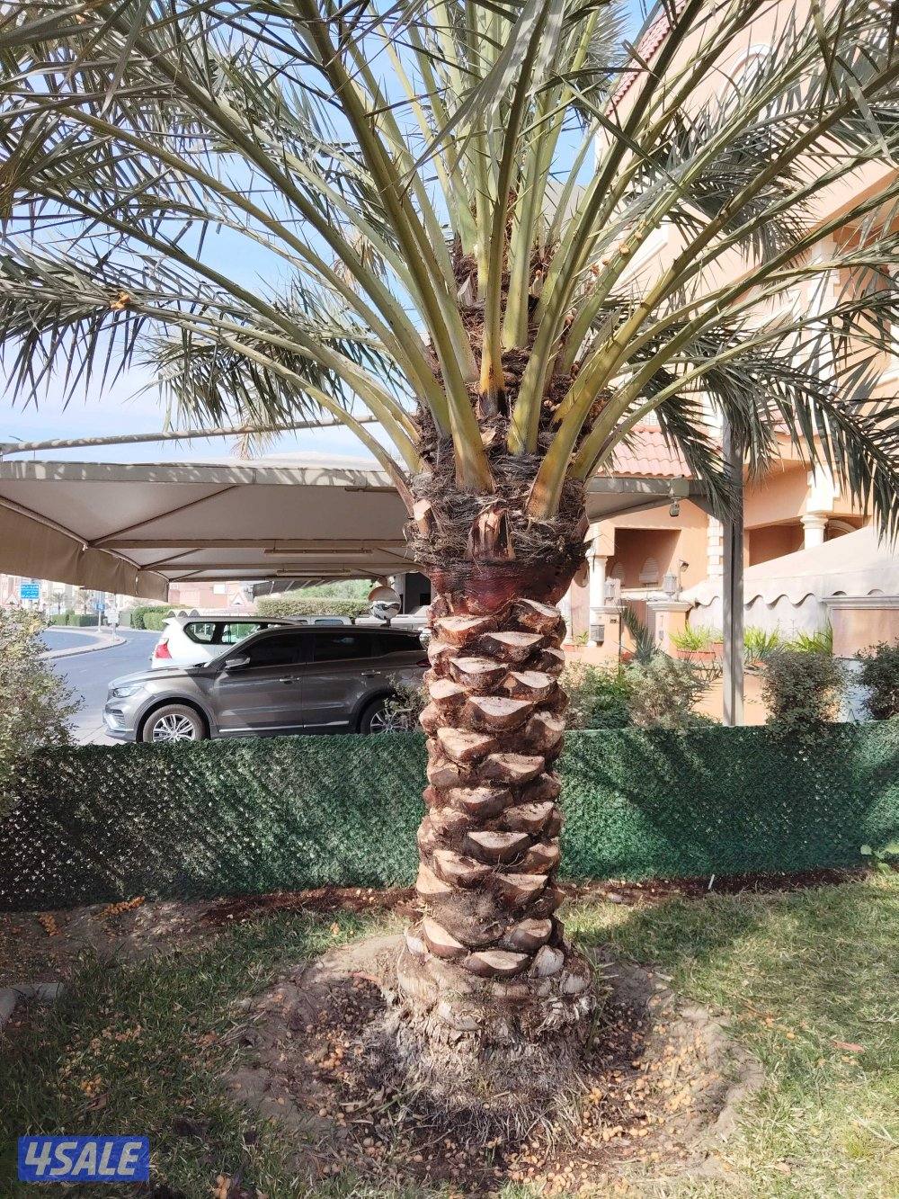 ابو علي للنخيل والزراعه شلع وزراعه النخيل5