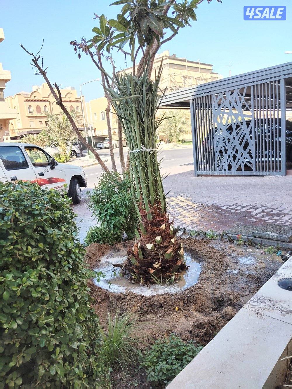 ابو علي للنخيل والزراعه شلع وزراعه النخيل8